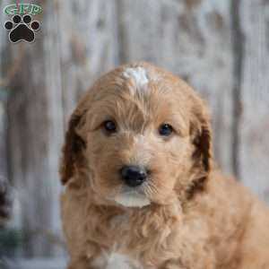 Gregory, Mini Goldendoodle Puppy